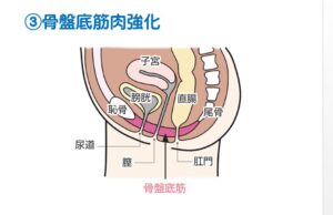 骨盤底筋強化